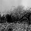 Watson's horse drawn corn cutter